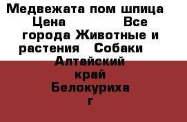 Медвежата пом шпица › Цена ­ 40 000 - Все города Животные и растения » Собаки   . Алтайский край,Белокуриха г.